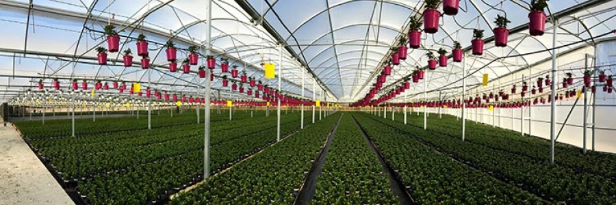 Novedades Agrícolas instala un invernadero para el Cultivo de Planta Ornamental en Almería